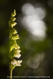 Goodyère rampante ; creeping lady's-tresses