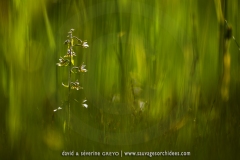 Epipactis palustris