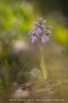 Orchis lacté