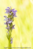 Orchis incarnat