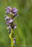 Dactylorhiza incarnata