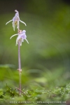 Epipogon sans feuille ; ghost orchid