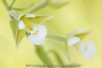 Epipactis palustris