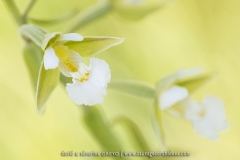 Epipactis palustris