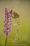 Le Grand Nacré sur un Orchis moustique - Argynnis aglaja & Gymnadenia conopsea