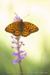 Le Grand Nacré sur un Orchis moustique - Argynnis aglaja & Gymnadenia conopsea