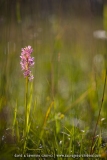 Orchis incarnat (Dactylorhize) - Dactylorhiza incarnata