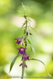Epipactis atrorubens