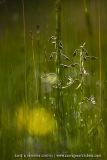 Epipactis des marais - Epipactis palustris