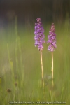 Orchis moustique (Gymnadénie) - Gymnadenia conopsea