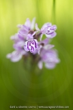Orchis tachetée (Dactylorhize) - Dactylorhiza maculata
