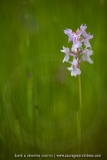 Dactylorhize hybride (Orchis) - Dactylorhiza incarnata X D. maculata