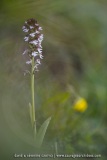 Orchis brûlé - Neotinea ustulata