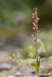 Epipactis rouge-noirâtre ; Dark-red helleborine
