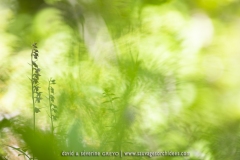 Epipactis rouge-noirâtre - Epipactis atrorubens