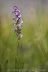 Orchis moustique (Gymnadénie) - Gymnadenia conopsea