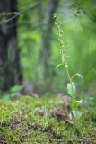 Epipactis de Muller ; Muller's helleborine