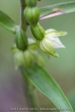Epipactis de Muller - Epipactis muelleri