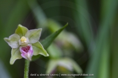 Epipactis de Muller - Epipactis muelleri