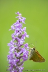 La Sylvaine portant des pollinies sur la trompe sur un Orchis moustique - Ochlodes venatus &  Gymnadenia conopsea