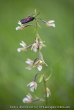 Zygène du mélilot sur un Epipactis des marais - Zygaena viciae & Epipactis palustris
