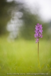 Orchis mâle