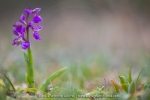 Orchis bouffon
