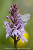 Azuré sur Orchis de Fuchs