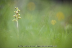 Orchis grenouille ; frog orchid