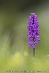 Orchis mâle - Orchis mascula (Androrchis)