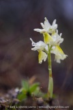 Orchis à fleurs peu nombreuses