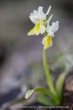 Orchis à peu de fleurs