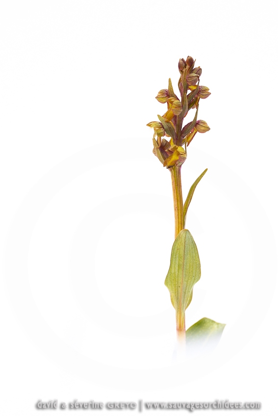 Orchis grenouille - Coeloglossum viride