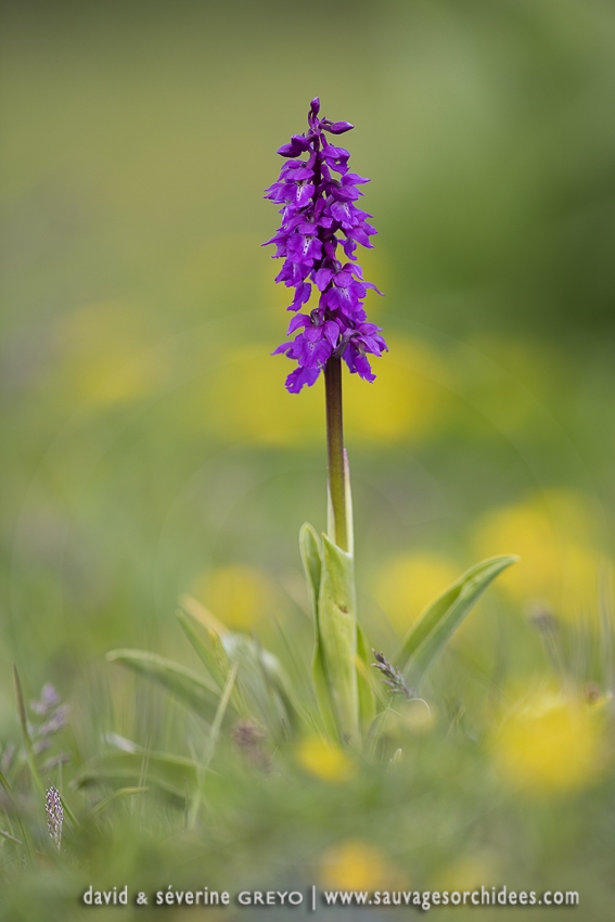 Orchis mâle - Orchis mascula (Androrchis)