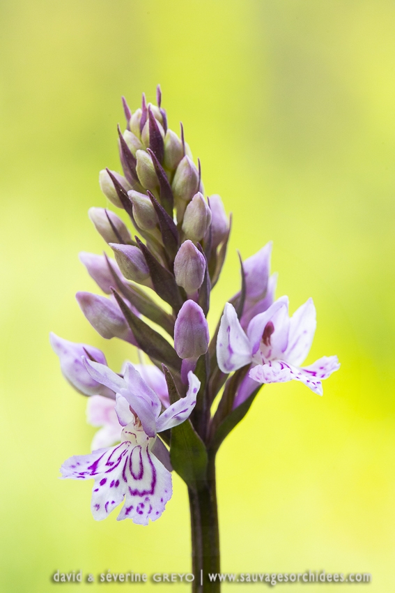 Orchis de Fuchs  - Dactylorhiza fuchsii