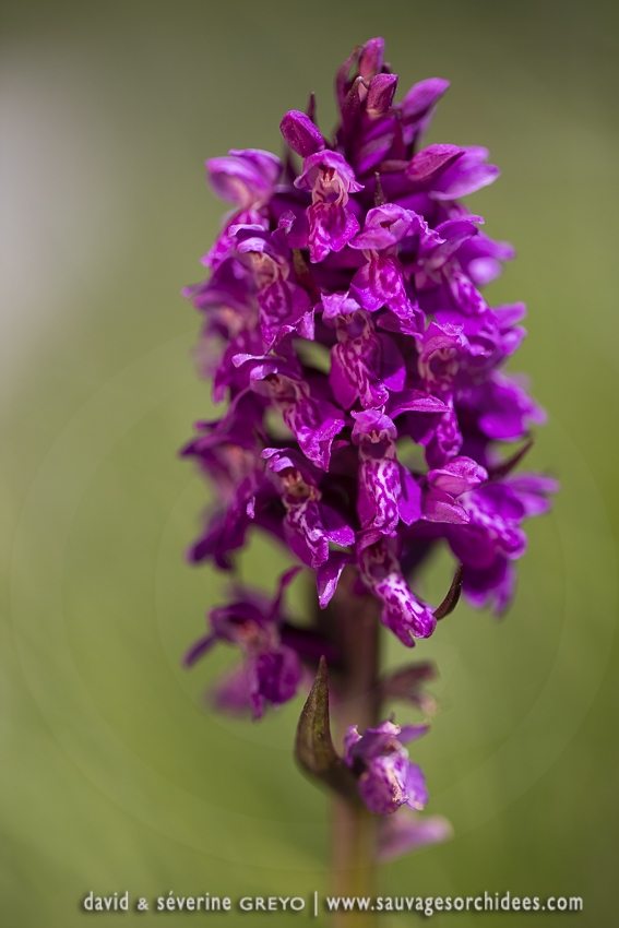 Orchis des Alpes - Dactylorhiza alpestris