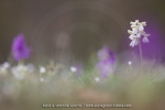 Orchis bouffon