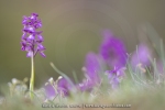 Orchis bouffon