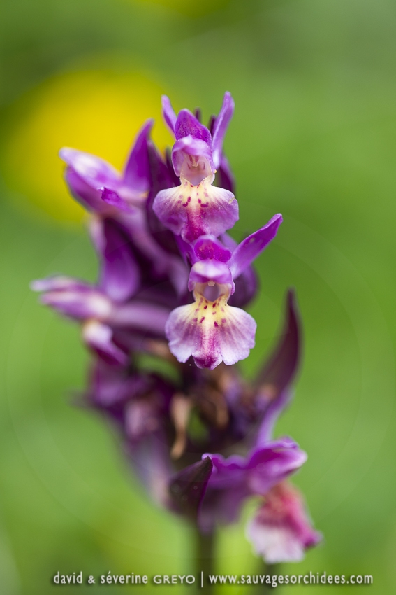 Orchis sureau - Dactylorhiza sambucina