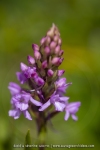Orchis moustique (Gymnadénie) - Gymnadenia conopsea