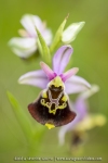Ophrys bourdon