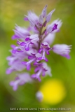 Orchis miliaire