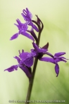 Dactylorhiza lapponica