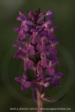 Dactylorhiza alpestris