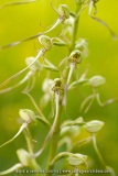 Himantoglossum hircinum