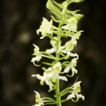 Orchis verdatre