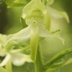 Orchis verdatre