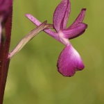 Anacamptis laxiflora - syn. Orchis laxiflora