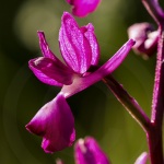 Anacamptis laxiflora - syn. Orchis laxiflora