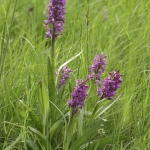 Dactylorhiza majalis